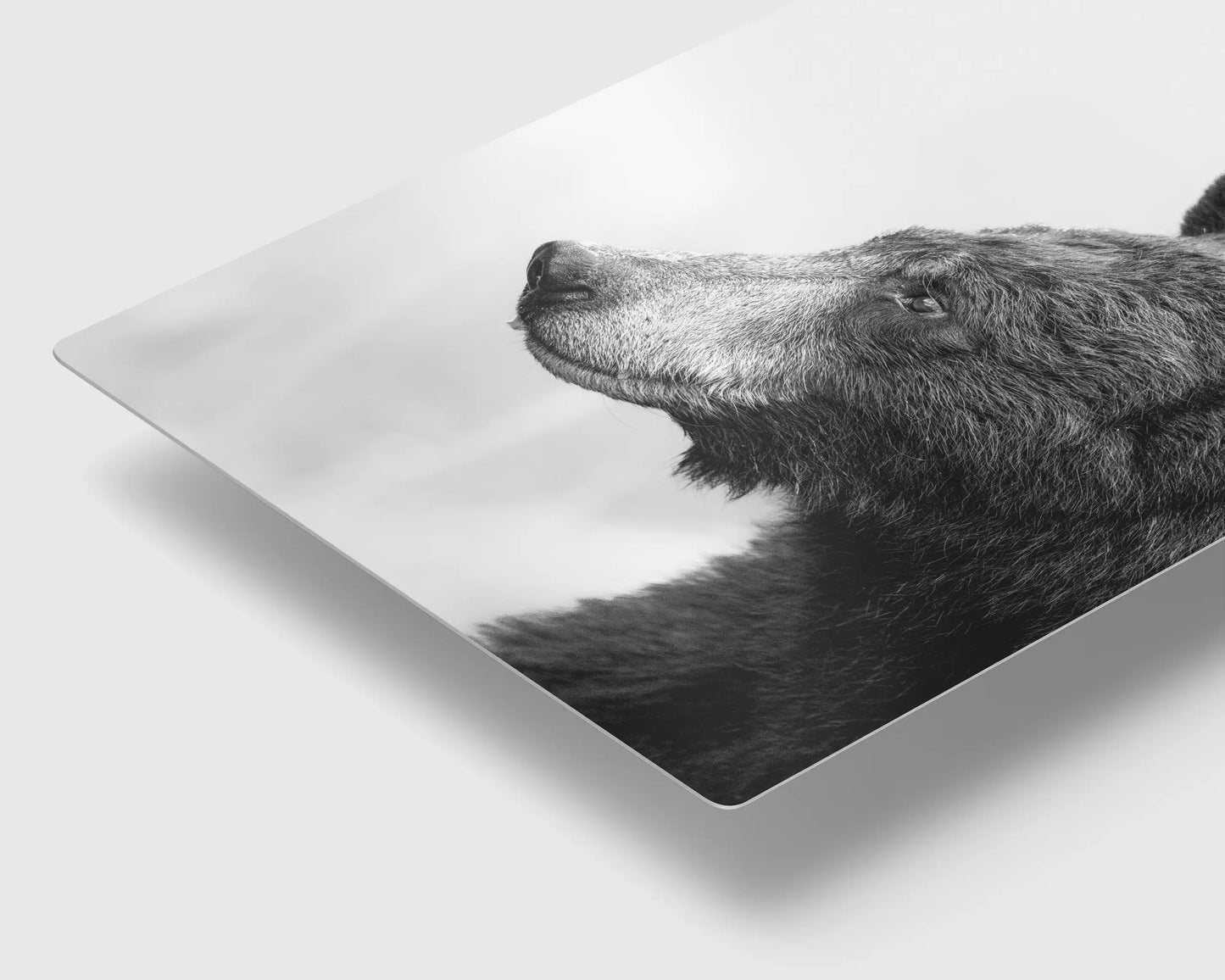 Black Bear's Gaze