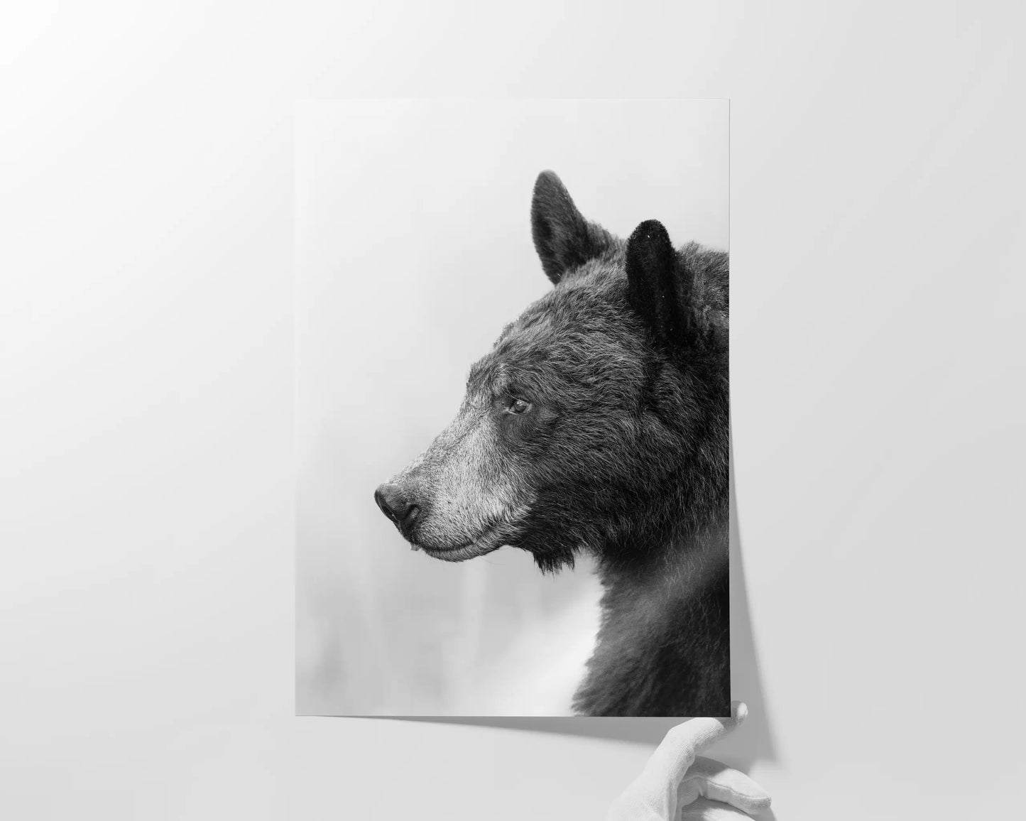 Black Bear's Gaze