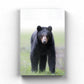 Spring Bear