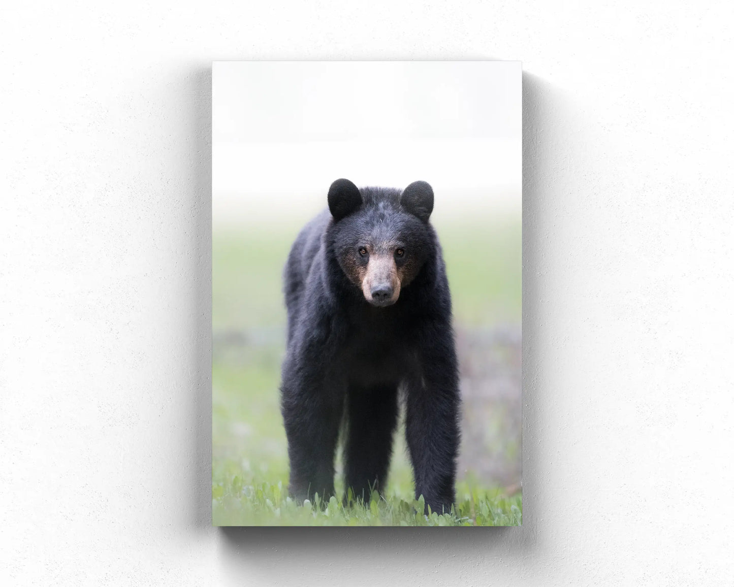Spring Bear