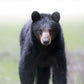Spring Bear