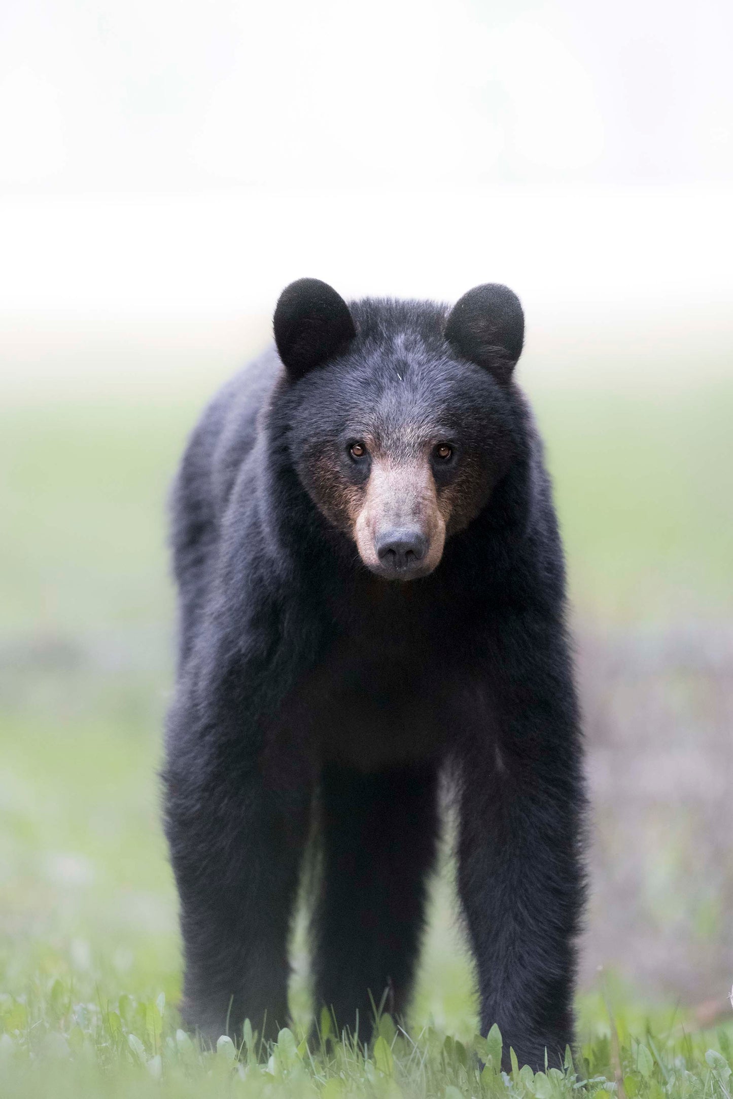 Spring Bear