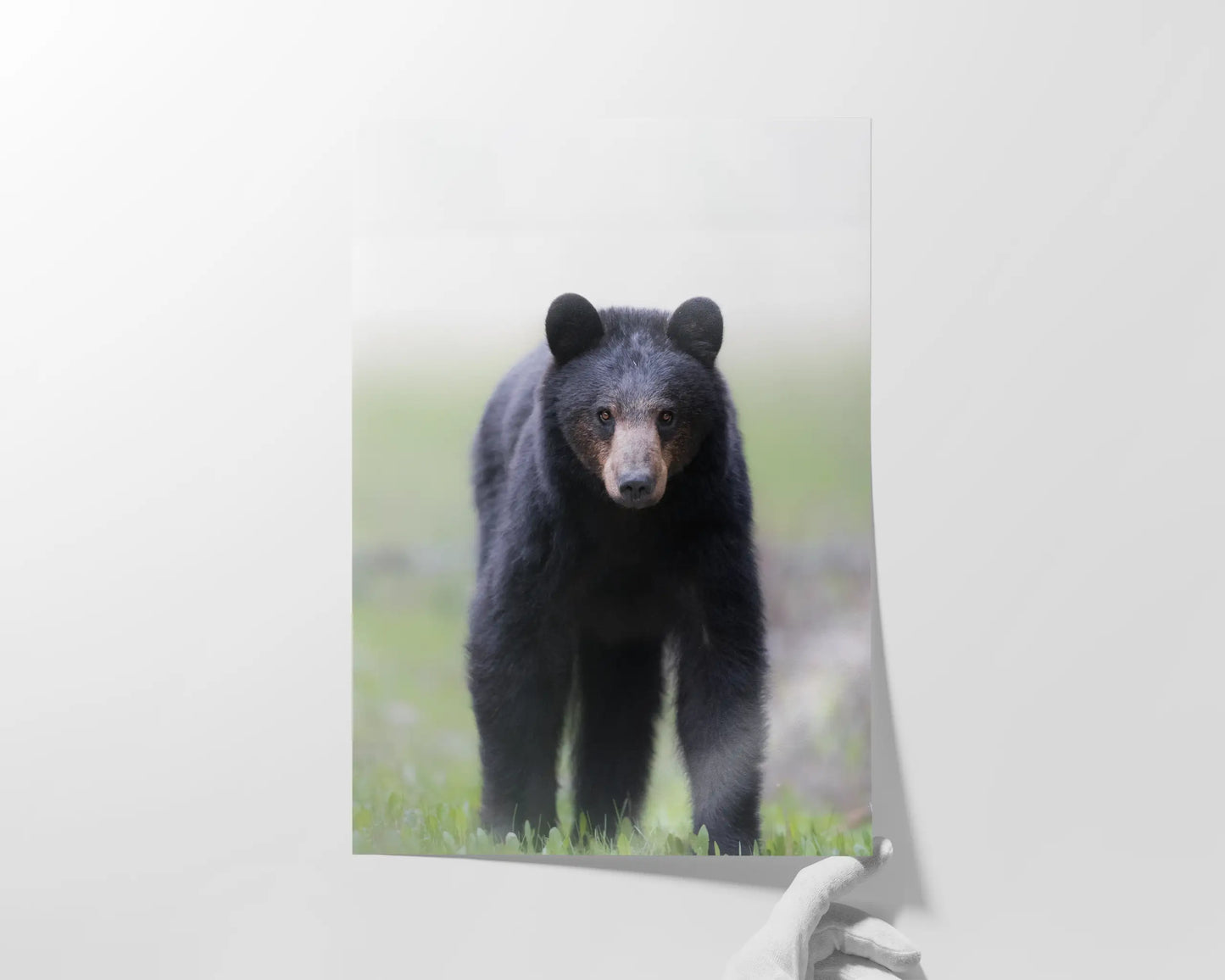 Spring Bear