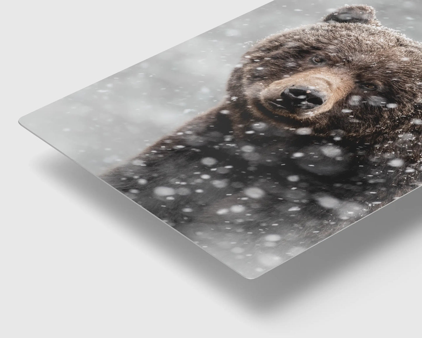 Blizzard Grizz