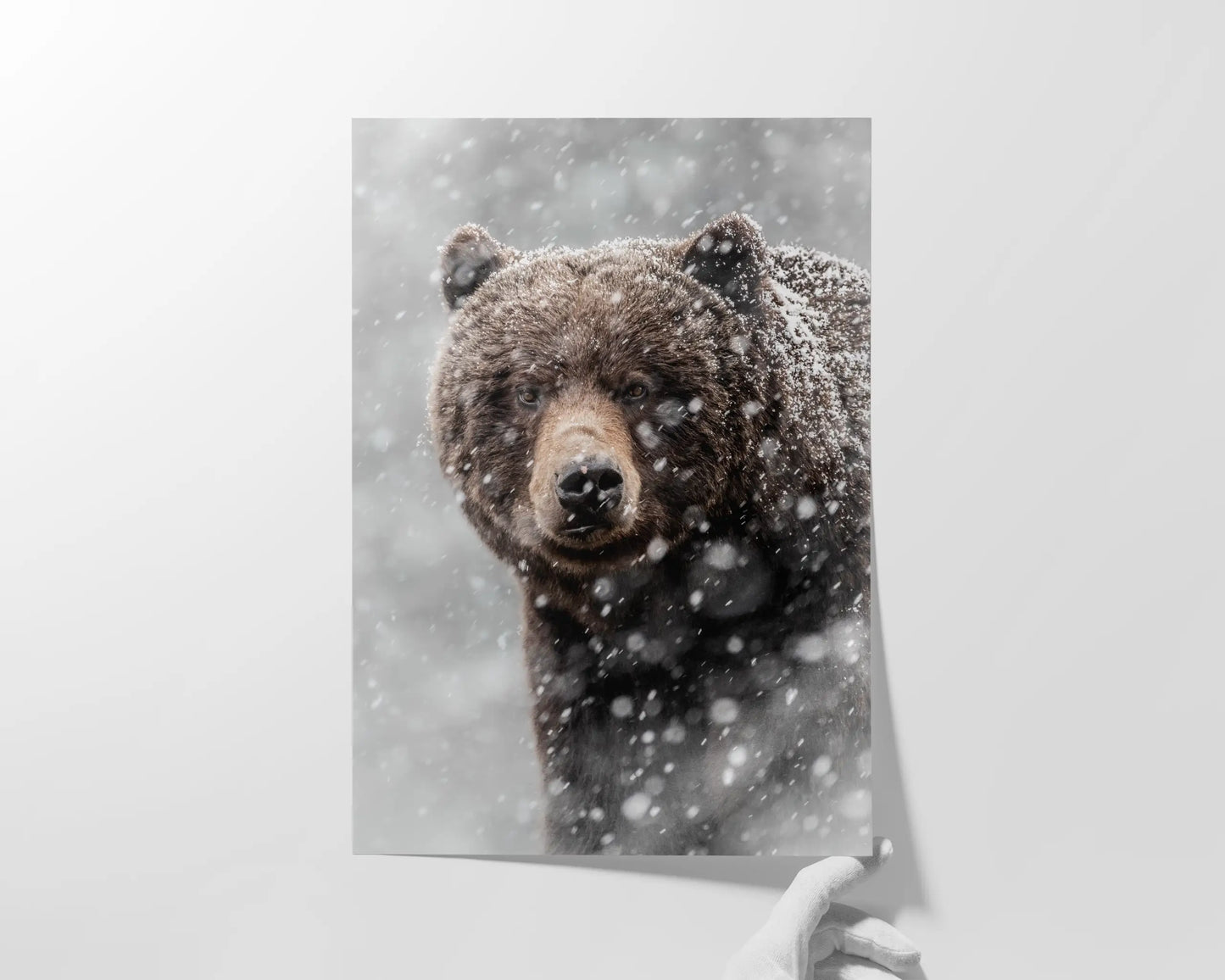 Blizzard Grizz