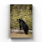 Boudoir Bear