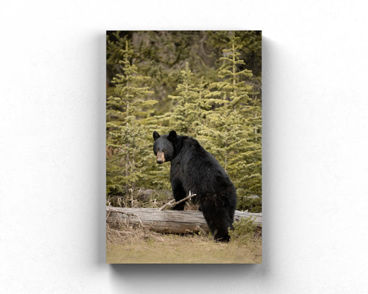 Boudoir Bear