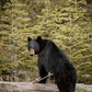 Boudoir Bear