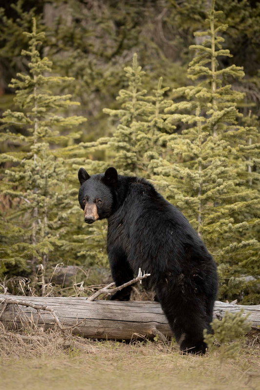 Boudoir Bear