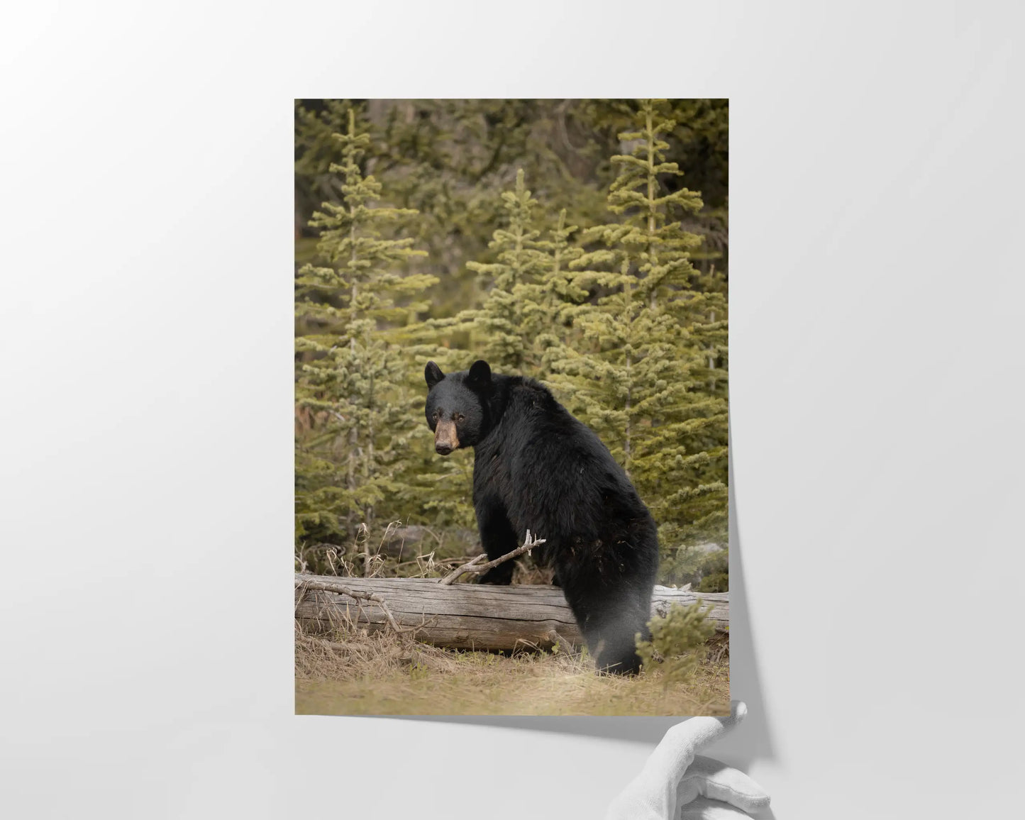 Boudoir Bear