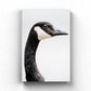 Canada Goose Portrait