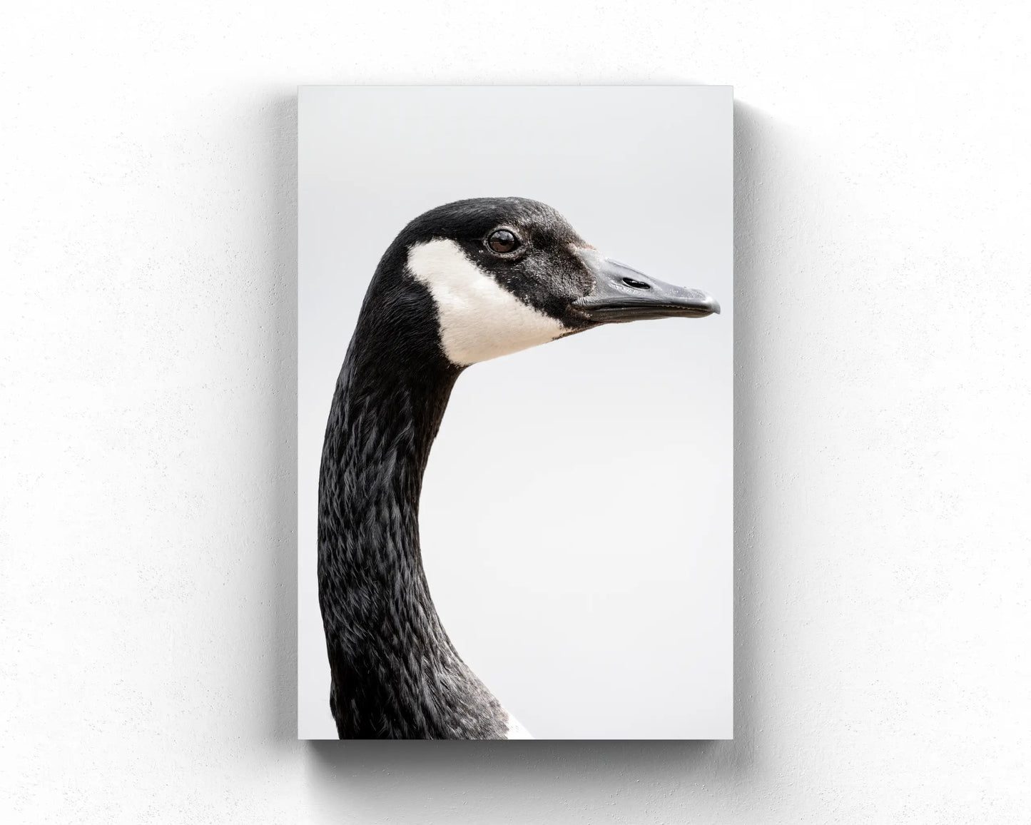 Canada Goose Portrait