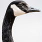 Canada Goose Portrait