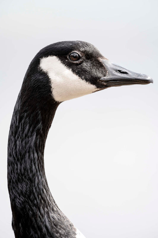 Canada Goose Portrait