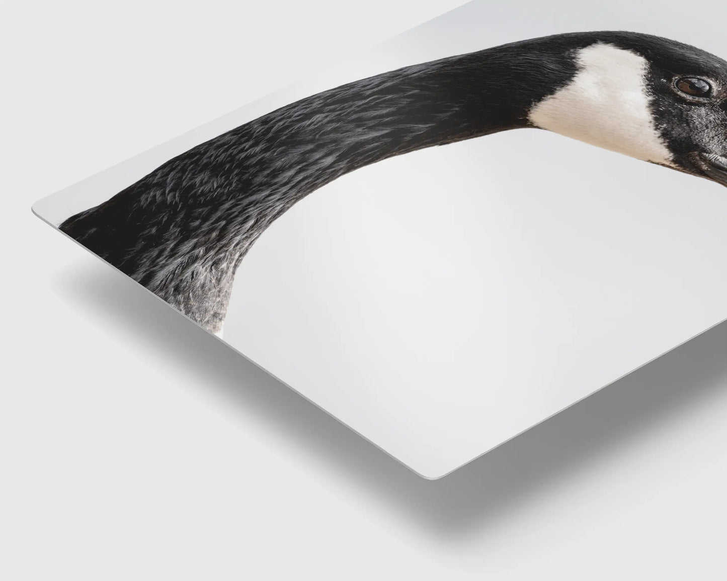 Canada Goose Portrait
