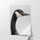 Canada Goose Portrait