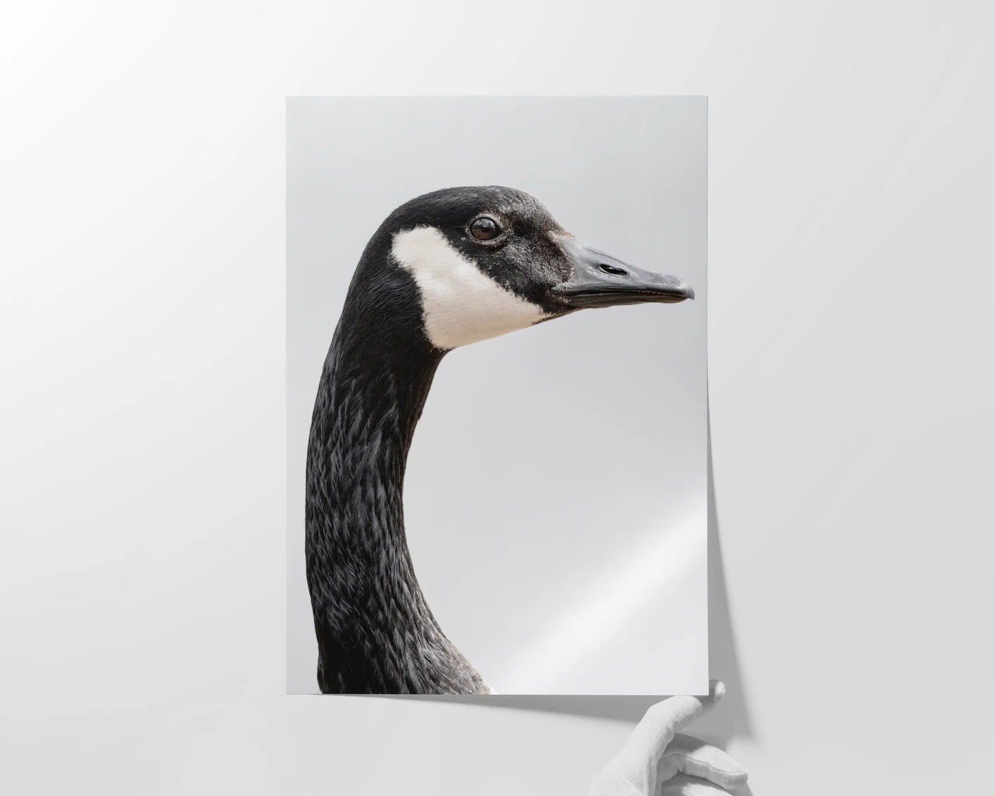 Canada Goose Portrait
