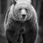 Casper B&W
