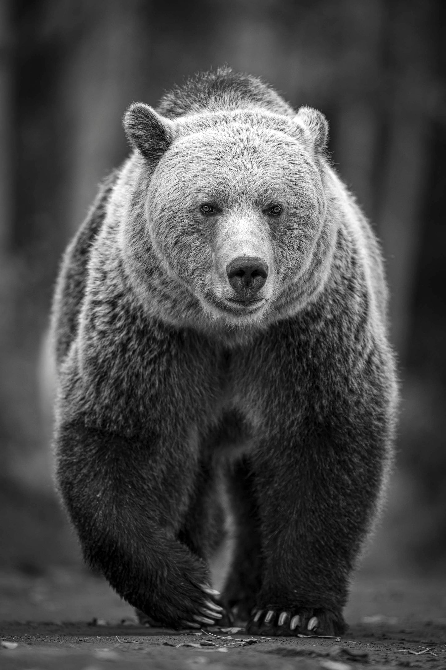 Casper B&W