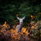 Autumn Doe