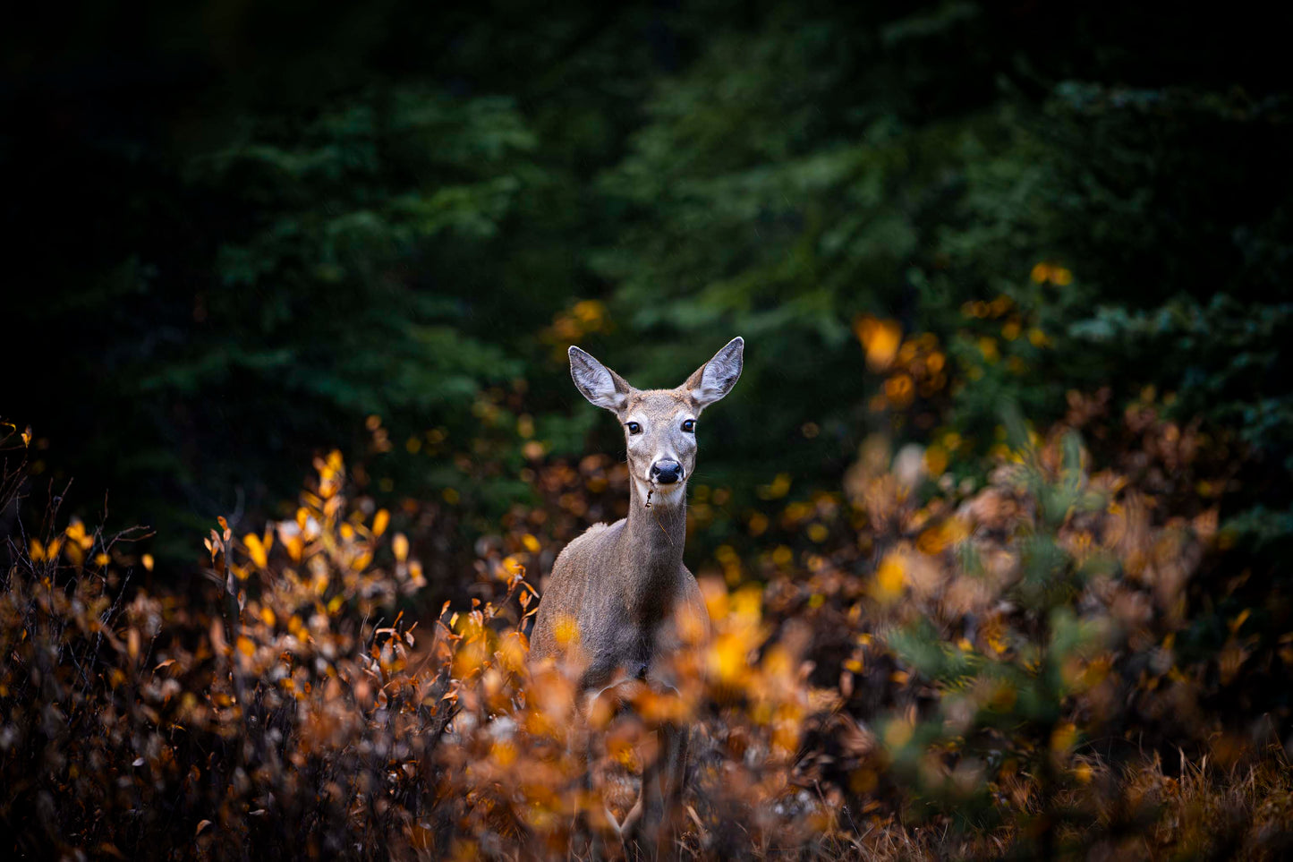 Autumn Doe
