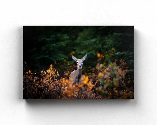 Autumn Doe