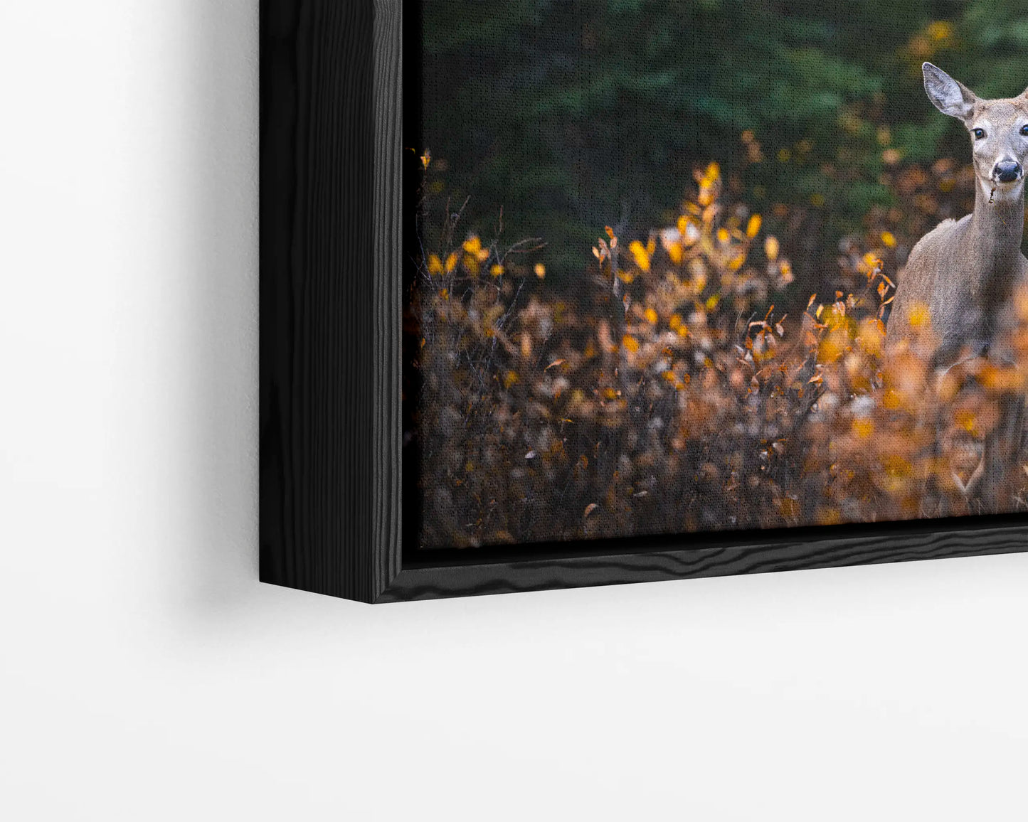 Autumn Doe