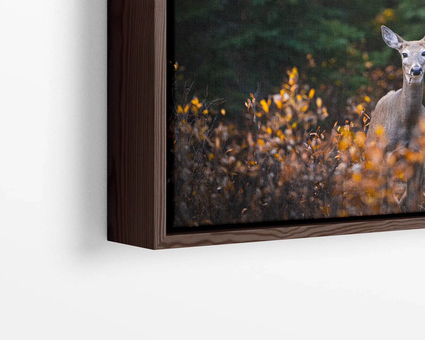 Autumn Doe