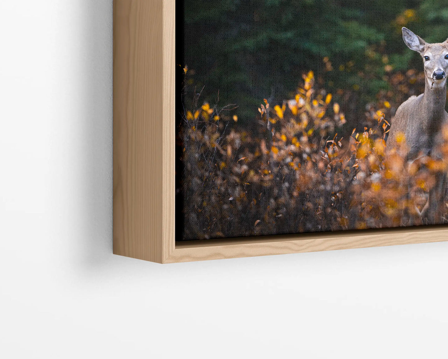 Autumn Doe