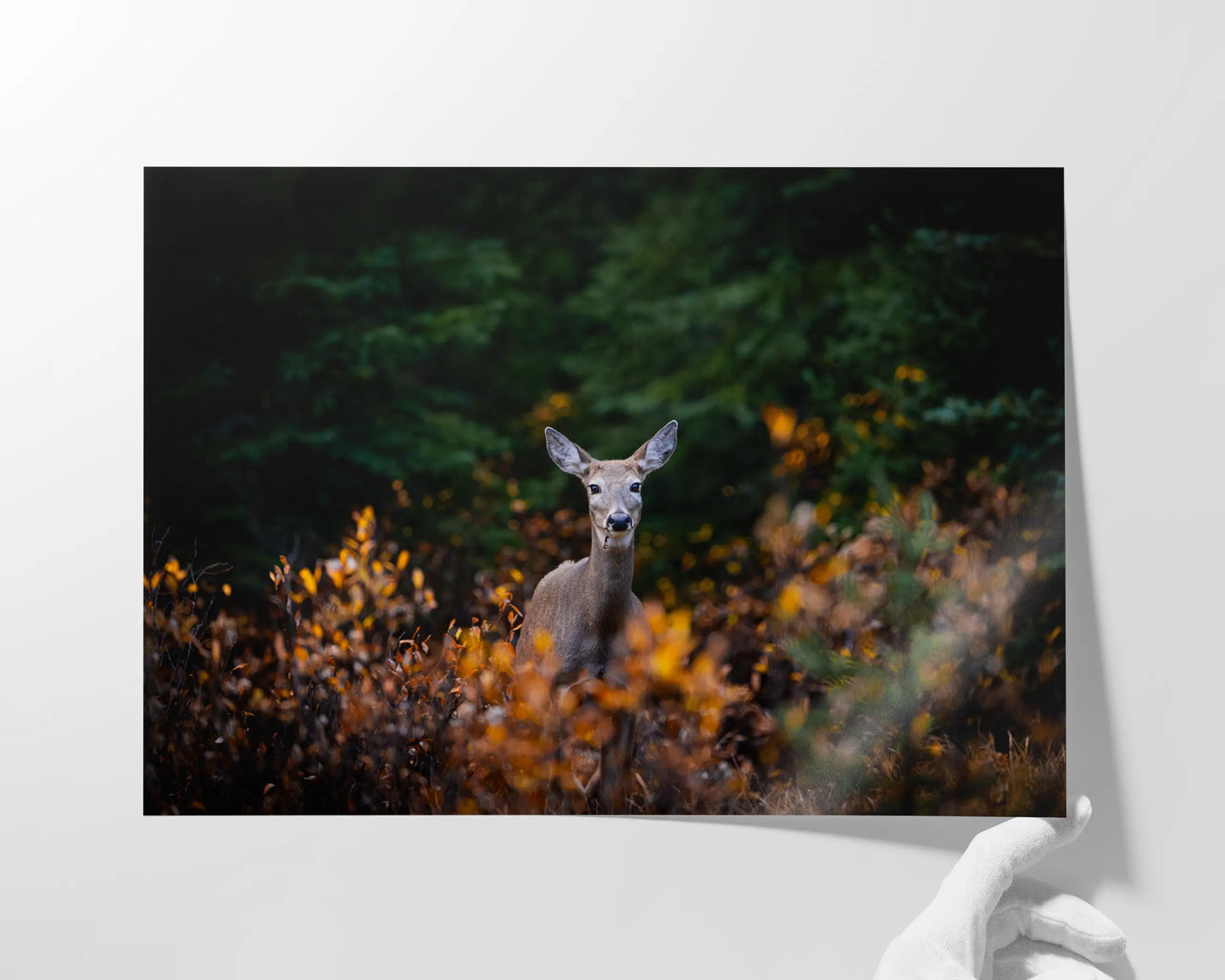 Autumn Doe
