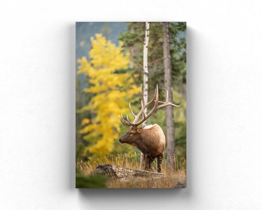 Elk in Fall Colours