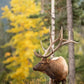 Elk in Fall Colours