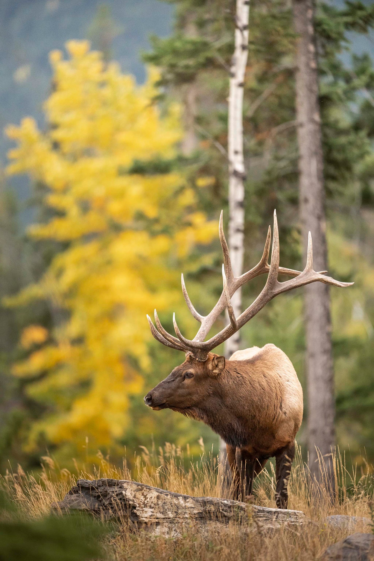 Elk in Fall Colours