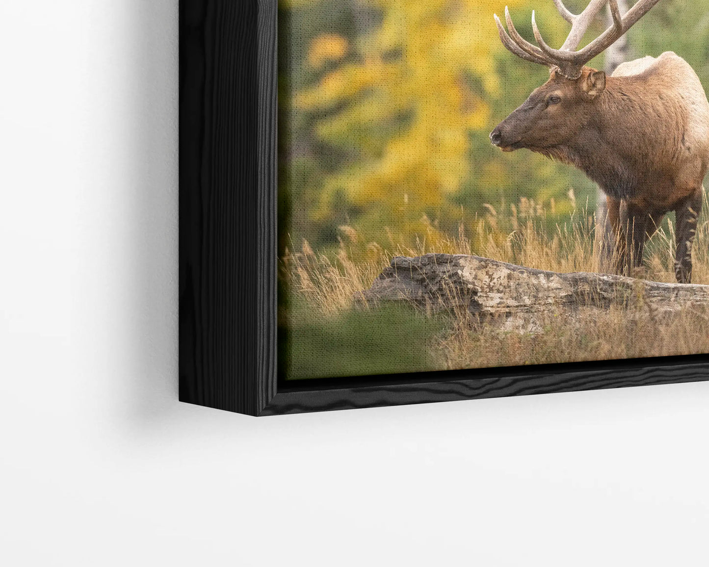 Elk in Fall Colours