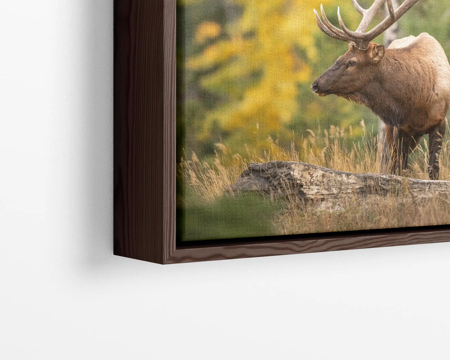 Elk in Fall Colours