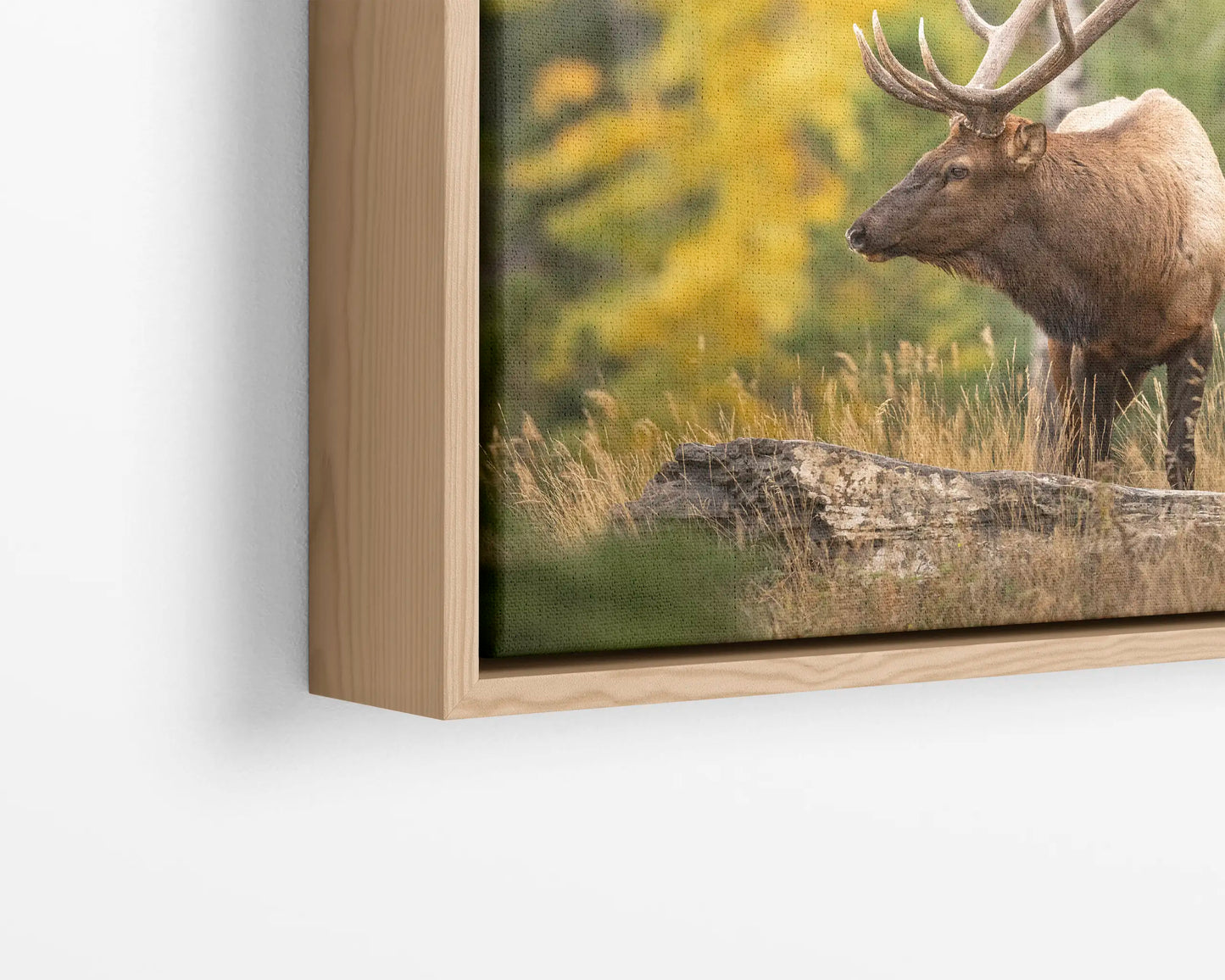 Elk in Fall Colours