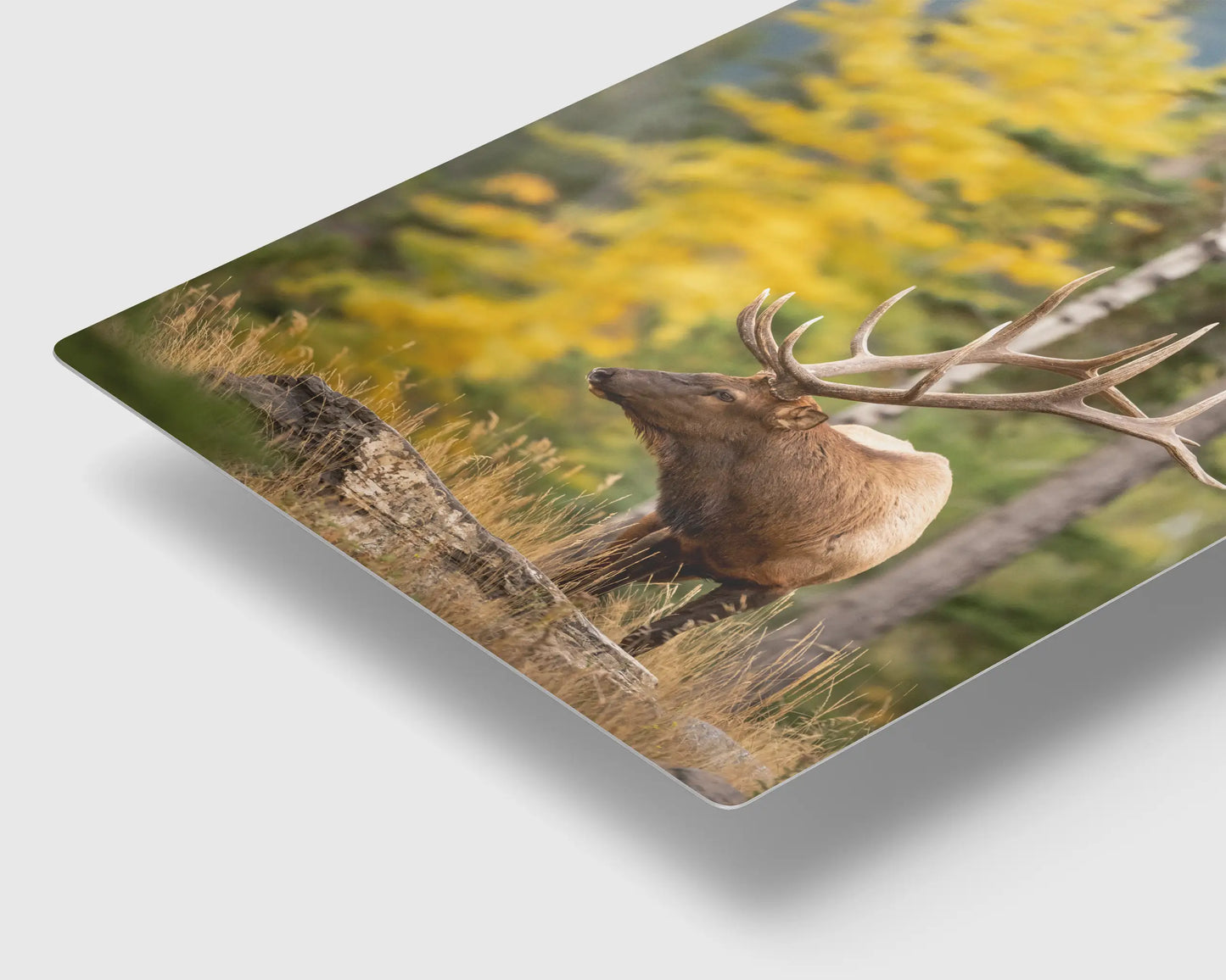 Elk in Fall Colours