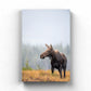 Fall Moose 2