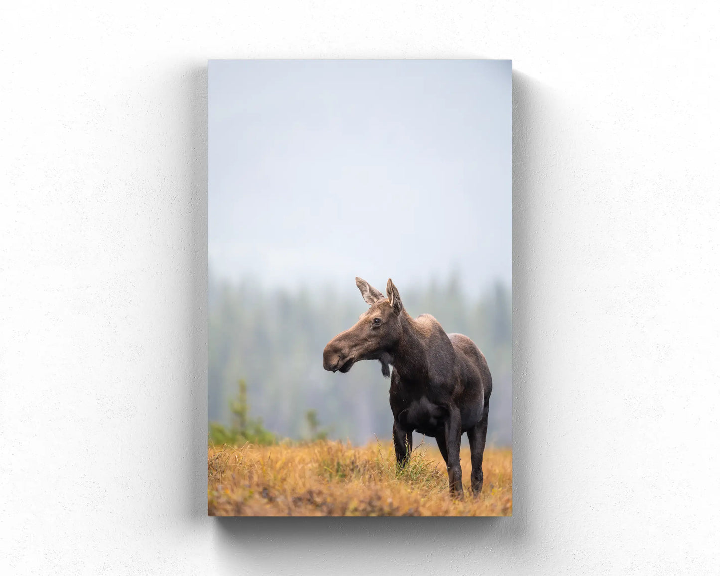 Fall Moose 2