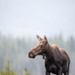 Fall Moose 2