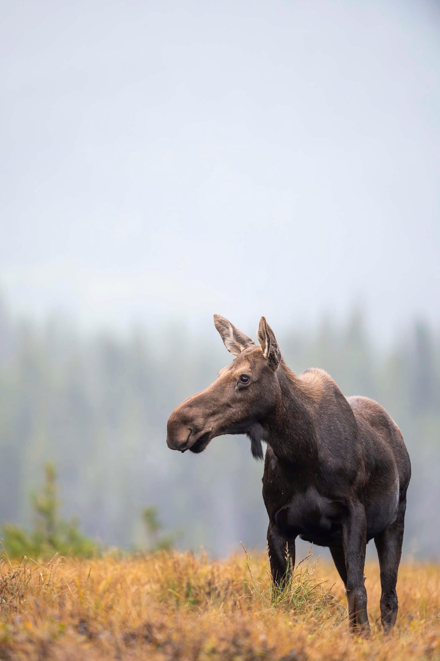 Fall Moose 2