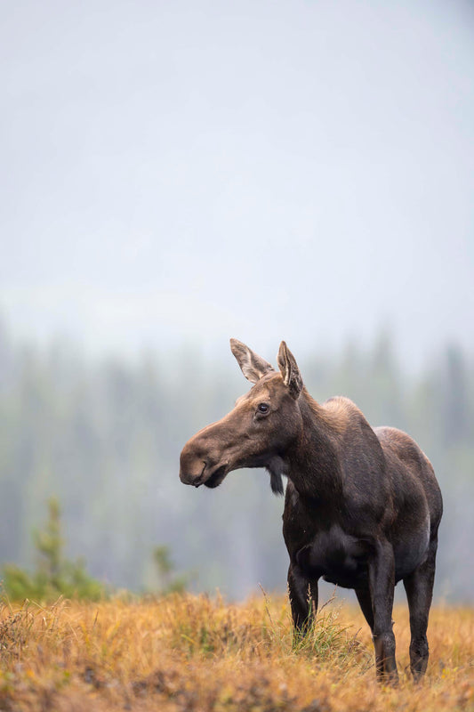 Fall Moose 2