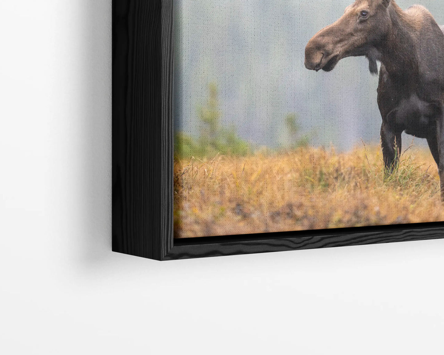 Fall Moose 2