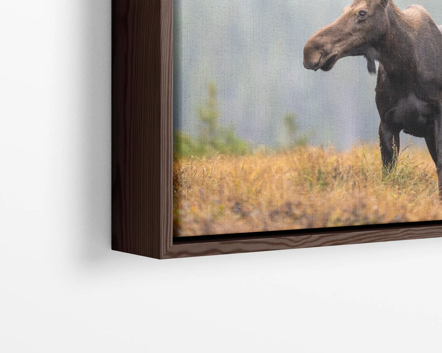 Fall Moose 2