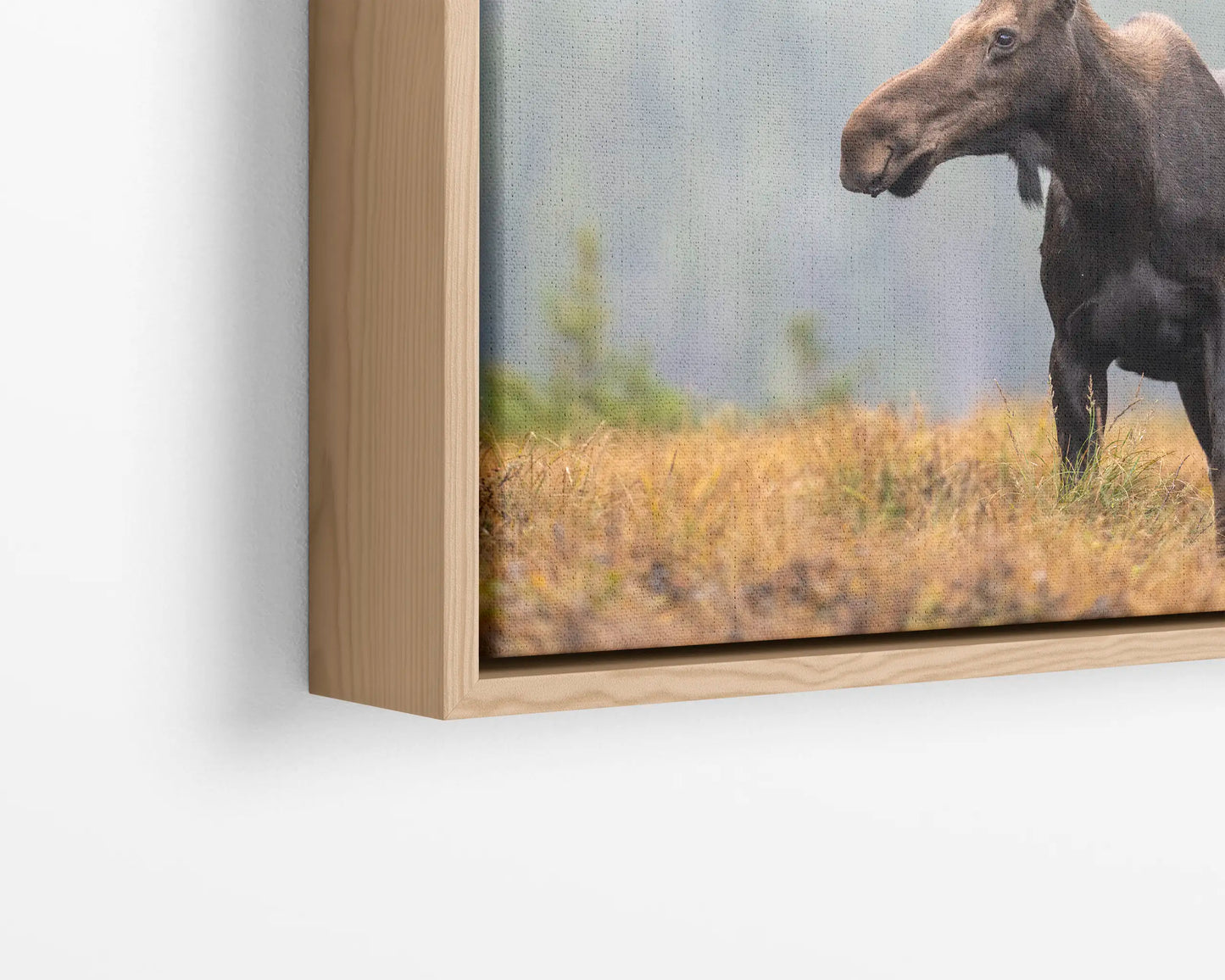 Fall Moose 2
