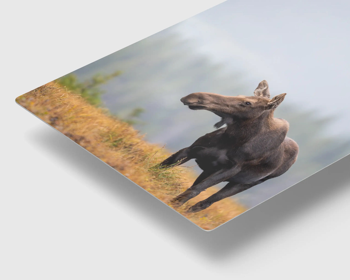 Fall Moose 2