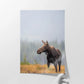 Fall Moose 2