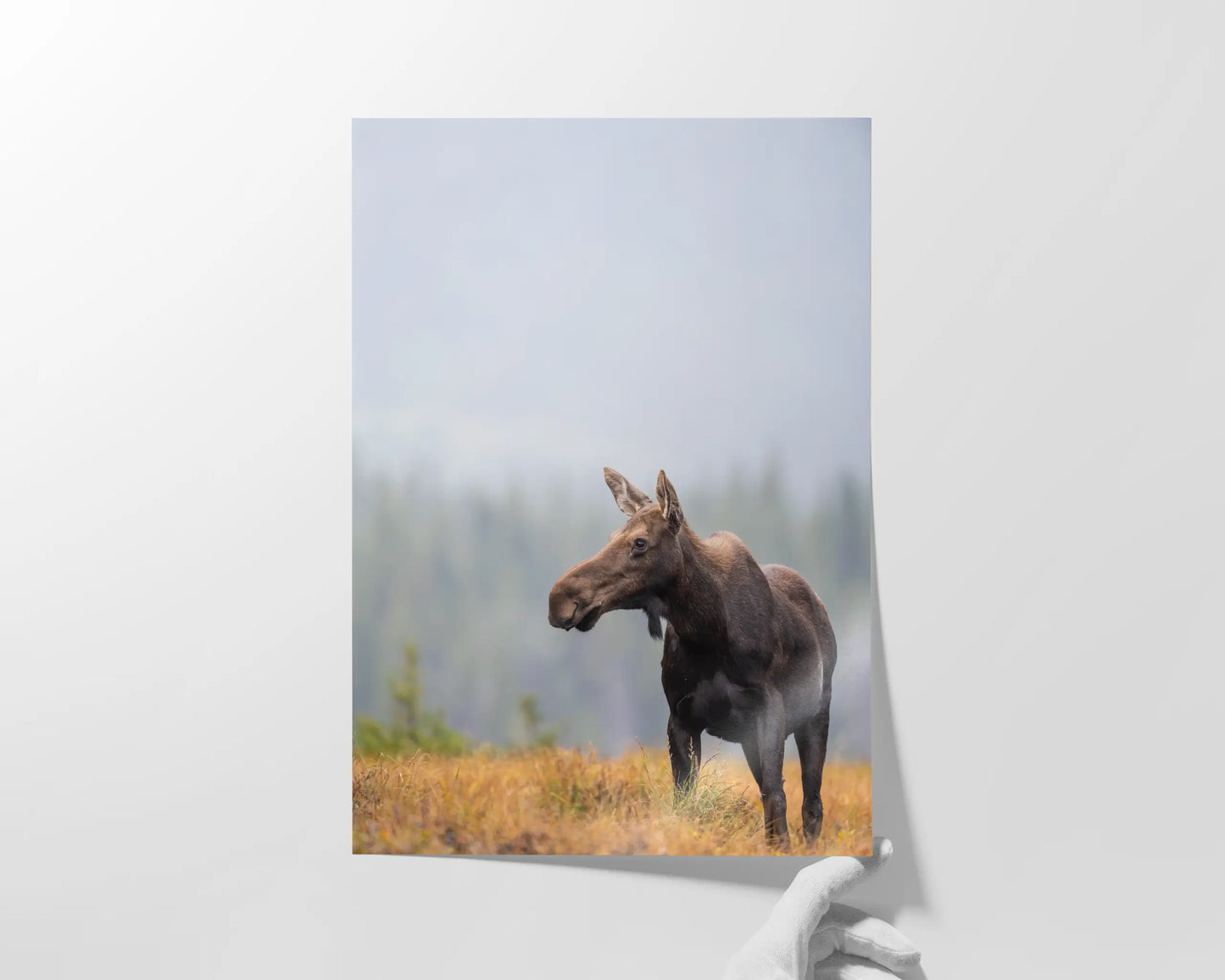 Fall Moose 2