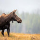 Fall Moose