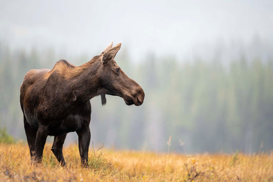 Fall Moose